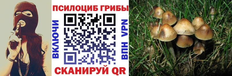 Псилоцибиновые грибы Psilocybe Купить где Борзя